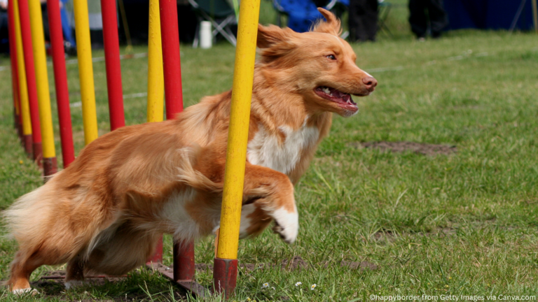 About Tollers – Toller Rescue Inc.