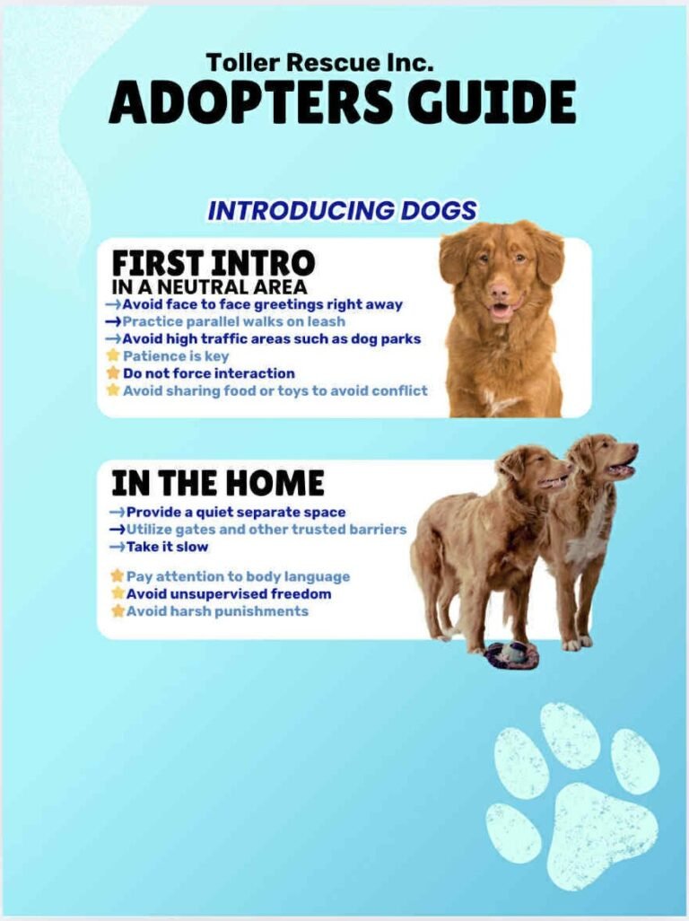 Adopt – Toller Rescue Inc.