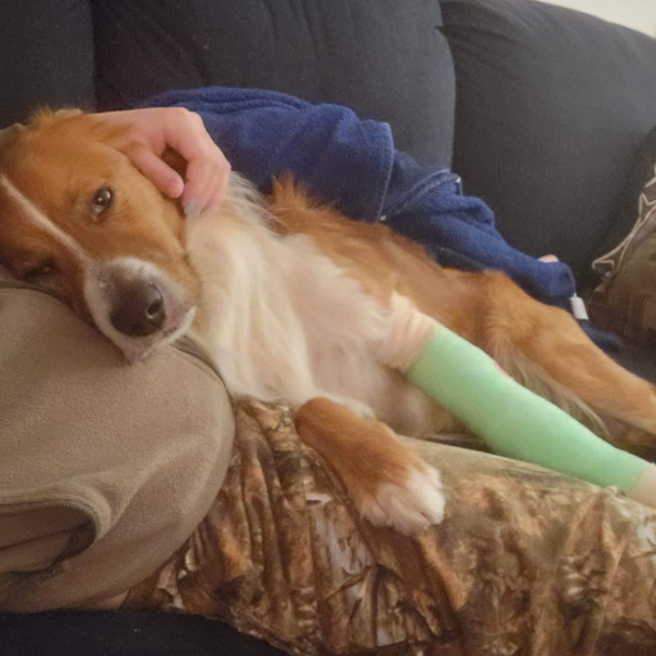 Injured Toller resized Injured Toller resized